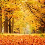 秋のデ・ホーヘ・フェルウェ国立公園　オランダの風景