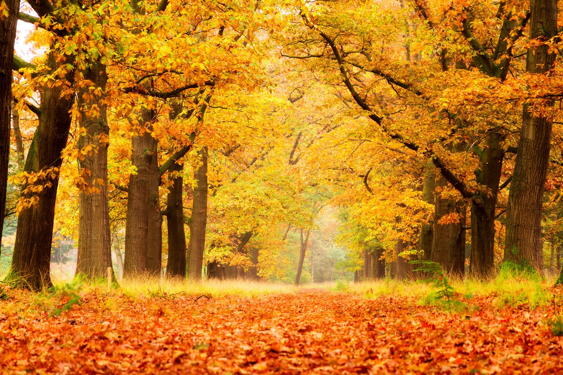 秋のデ・ホーヘ・フェルウェ国立公園　オランダの風景