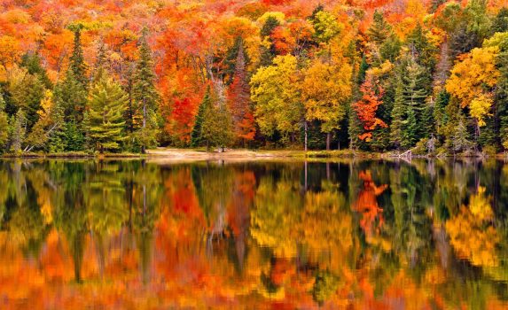 水面に反射する紅葉　アルゴンキン州立公園　秋のカナダの風景