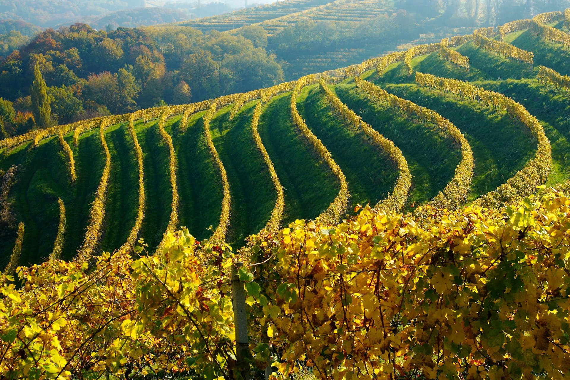 秋のブドウ畑　スロベニアの風景