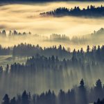 朝霧の森の風景　ポーランドの風景
