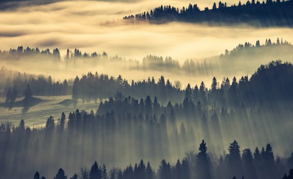 朝霧の森の風景　ポーランドの風景