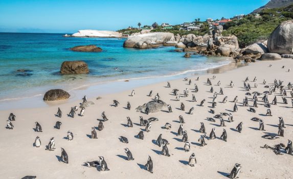 ボウルダーズ・ペンギン・コロニー　南アフリカの風景
