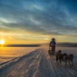 雪原を行く犬ぞり　フィンランドの風景