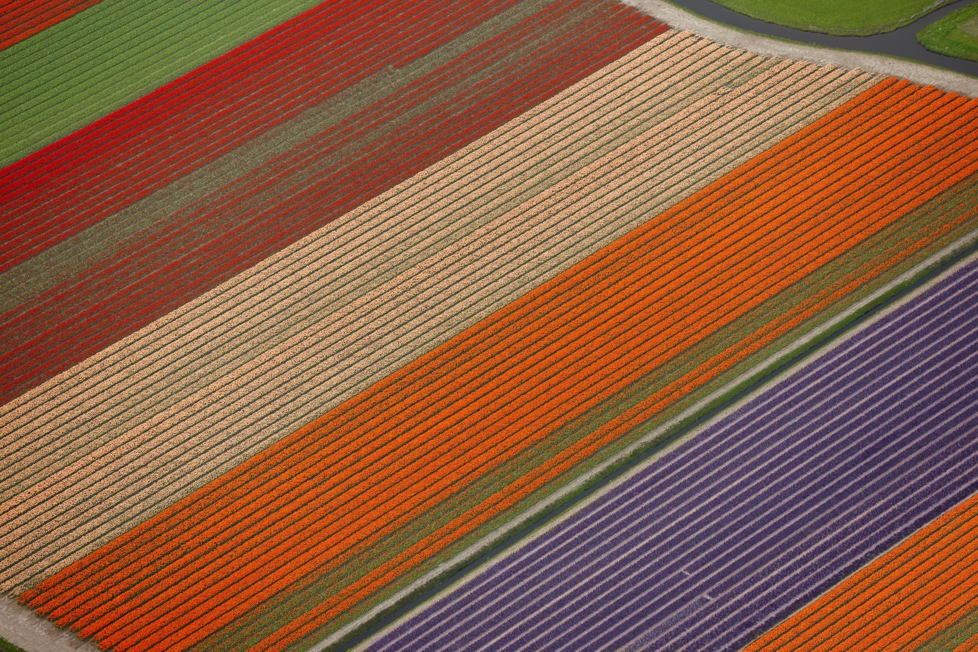 空から見た球根畑　オランダの風景