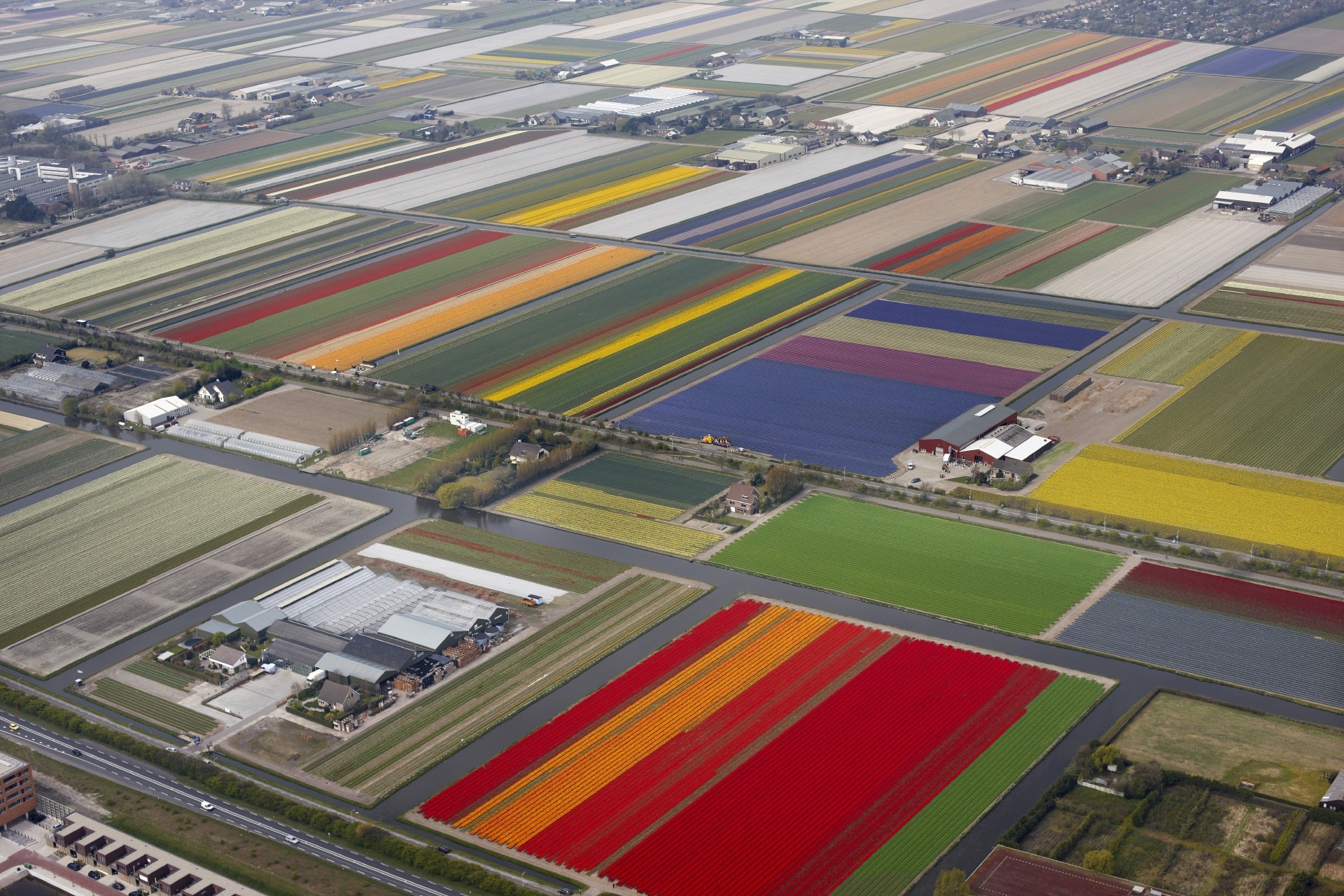 球根畑の風景　オランダの風景
