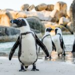 砂浜を歩くケープペンギン　南アフリカの風景