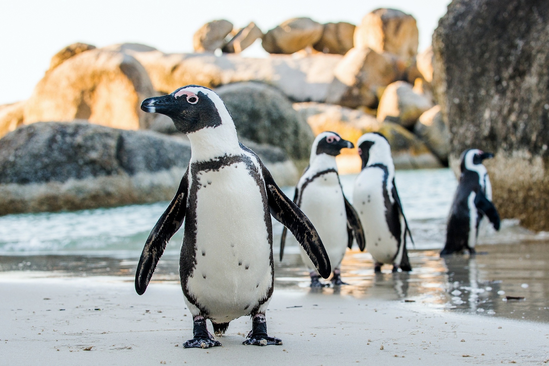 砂浜を歩くケープペンギン　南アフリカの風景