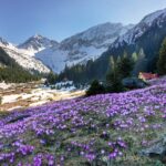 クロッカスの花とカルパティア山脈　ルーマニアの風景