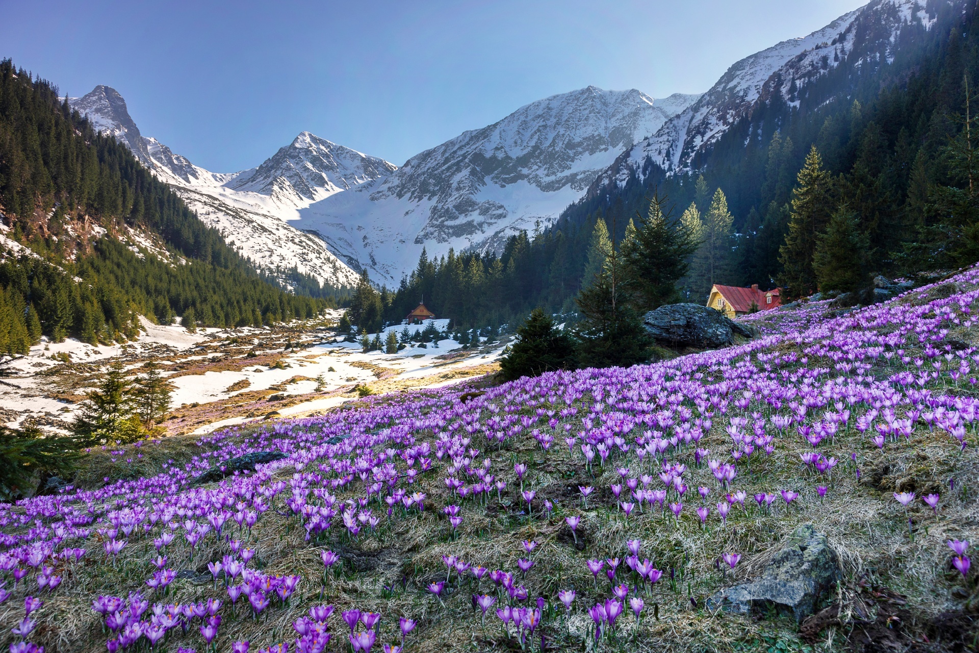 クロッカスの花とカルパティア山脈　ルーマニアの風景