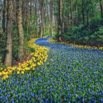 キューケンホフ公園の春の風景　オランダの風景
