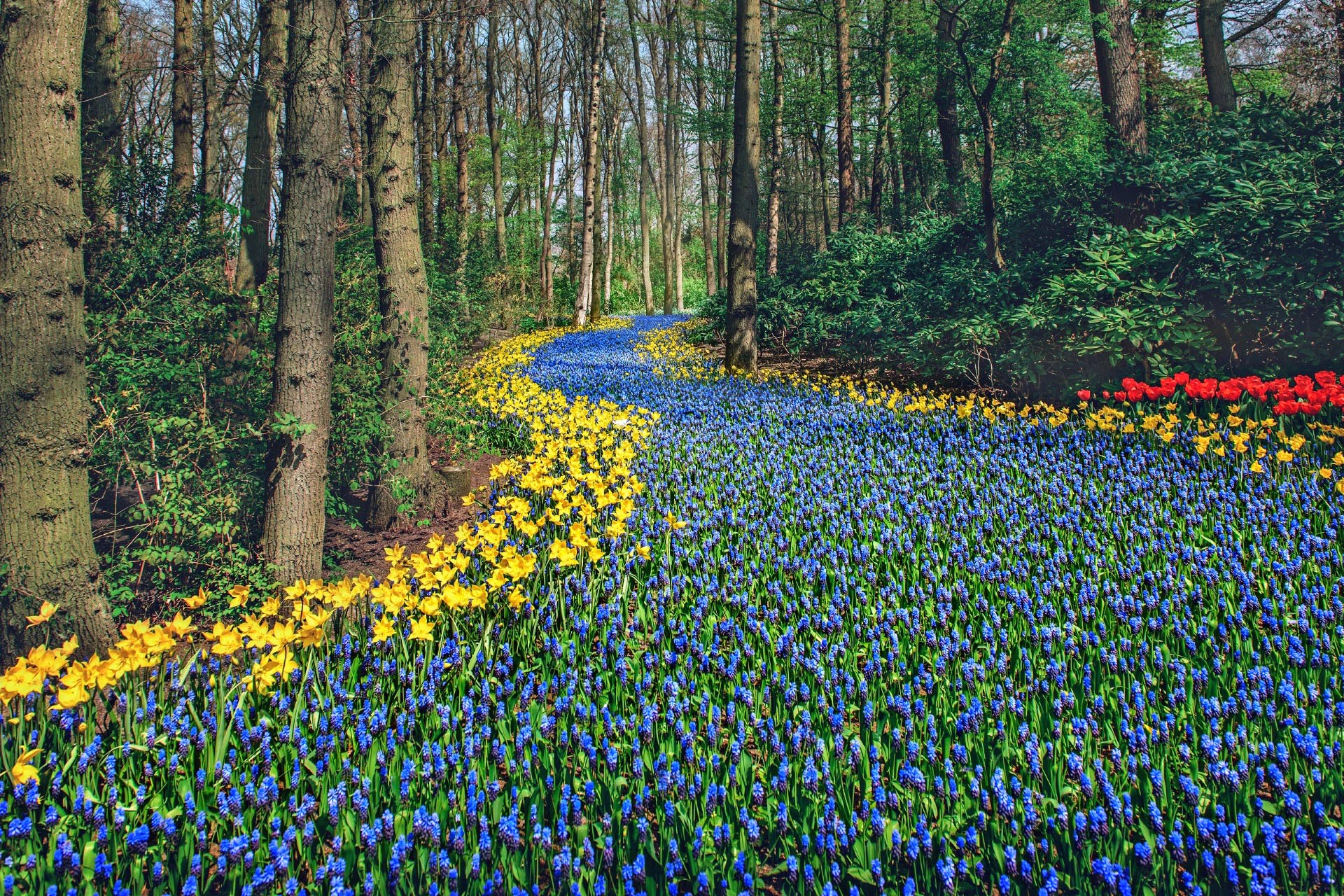 キューケンホフ公園の春の風景　オランダの風景