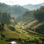 チェンライの茶畑の風景　タイの風景