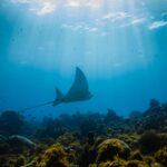 リトル・コーン島のサンゴ礁を泳ぐトビエイ　ニカラグアの風景