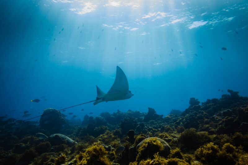 リトル・コーン島のサンゴ礁を泳ぐトビエイ ニカラグアの風景 Beautiful 世界の絶景 美しい景色