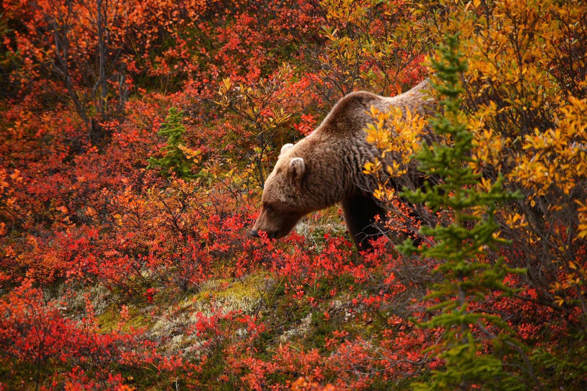 秋のアラスカ　アメリカの風景