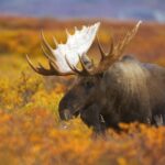 ヘラジカと秋のアラスカ　アメリカの風景