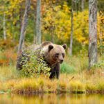 ヒグマと秋の湖畔の風景　ロシアの秋の風景