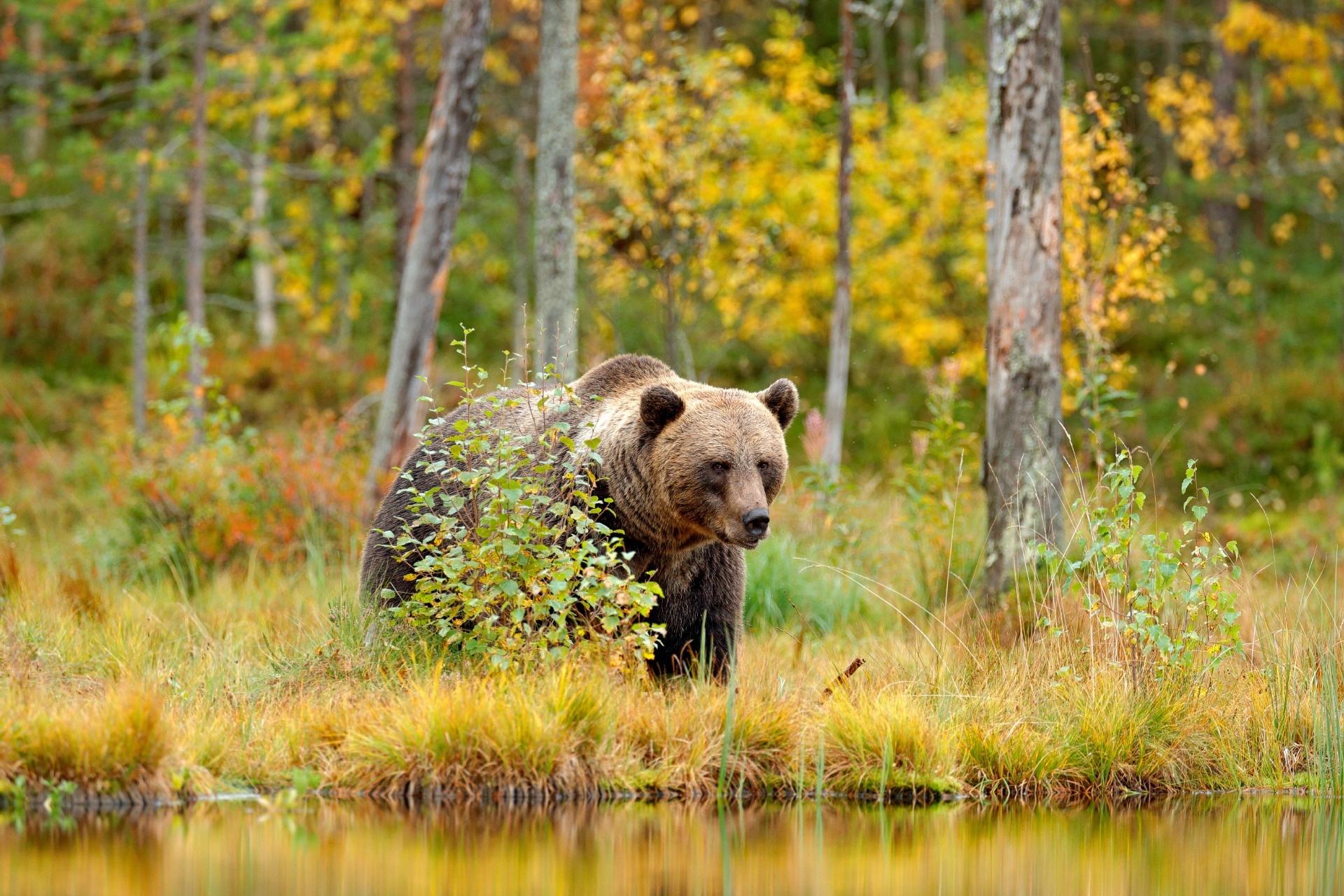 ヒグマと秋の湖畔の風景　ロシアの秋の風景