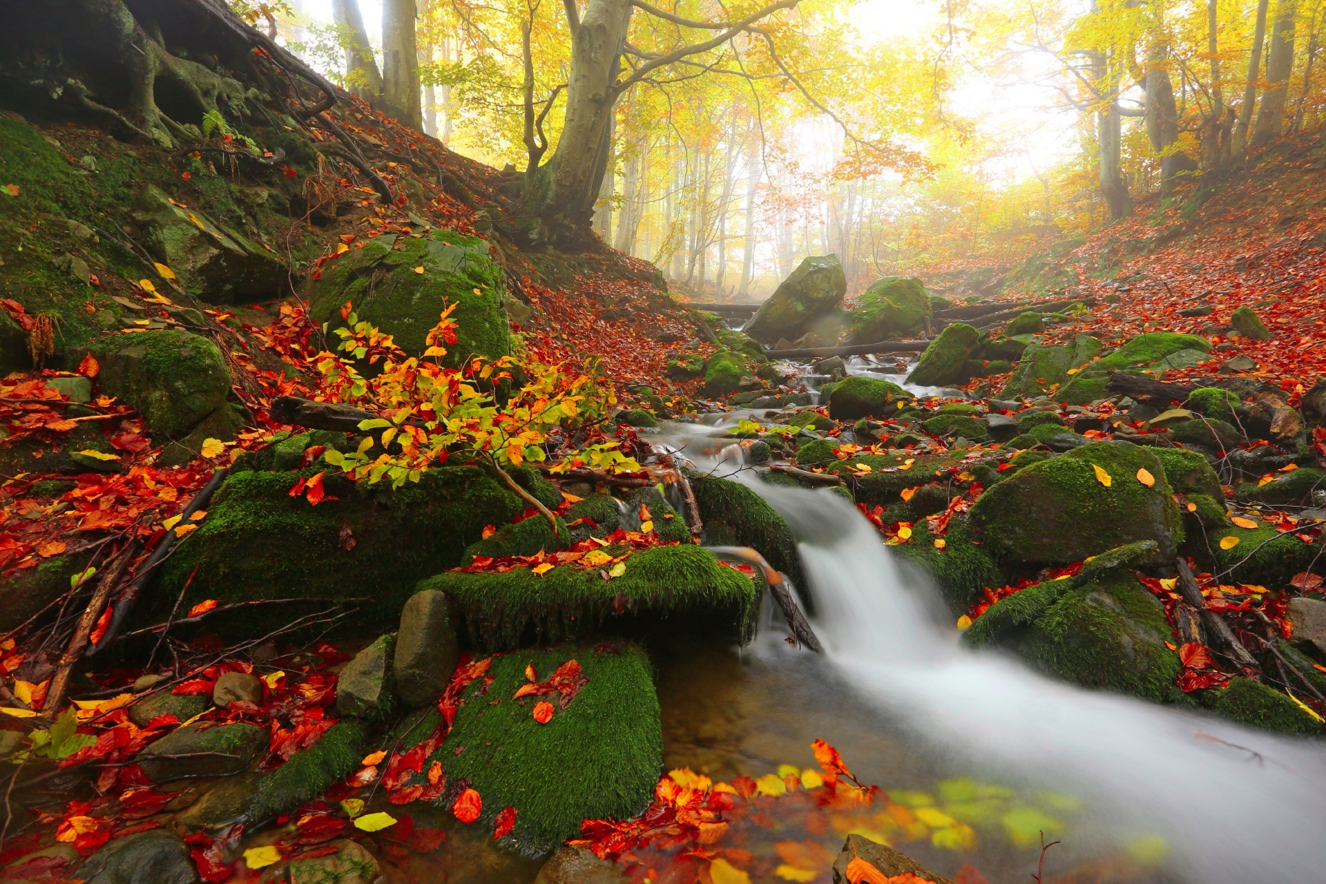 カルパティア山脈の秋の森の風景