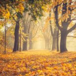 秋のクラクフ　紅葉の公園の風景　ポーランドの風景　