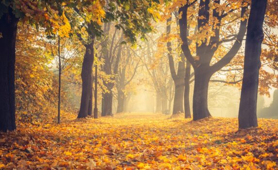 秋のクラクフ　紅葉の公園の風景　ポーランドの風景