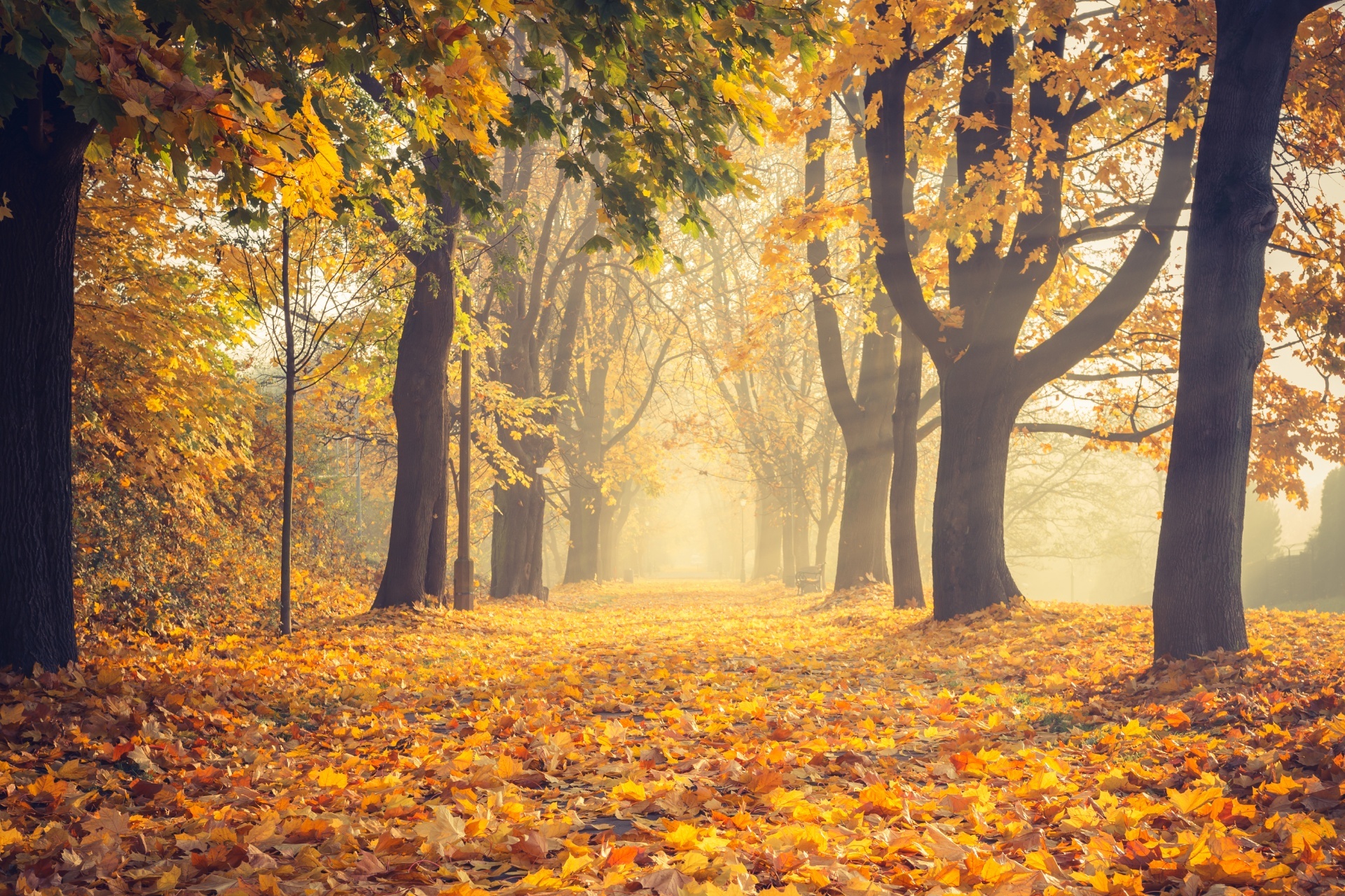 秋のクラクフ　紅葉の公園の風景　ポーランドの風景