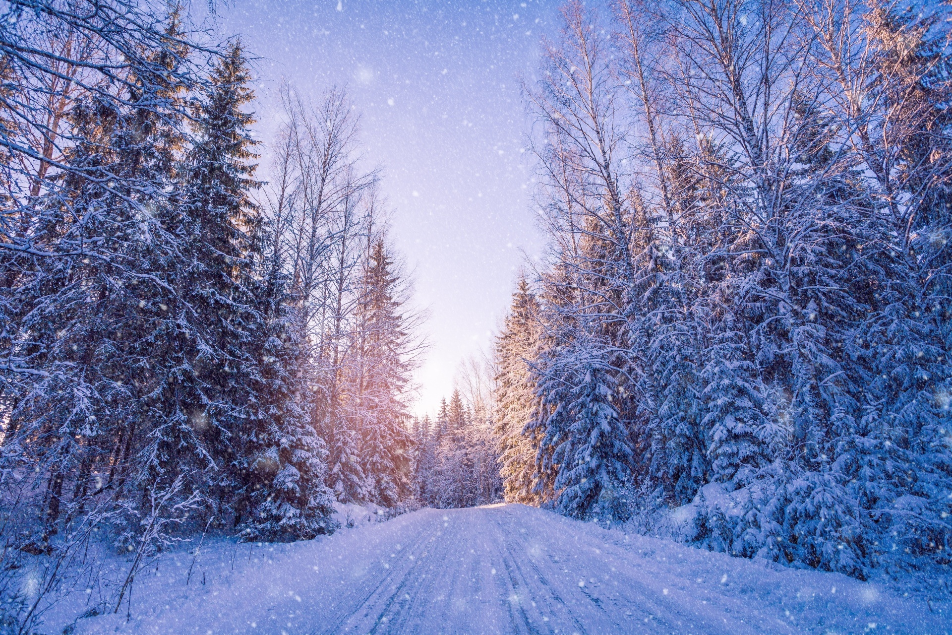 フィンランドの冬の森の風景