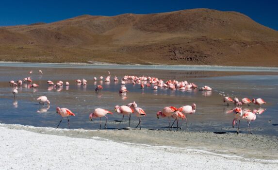 ウユニ塩原の野生のフラミンゴ　ボリビアの風景