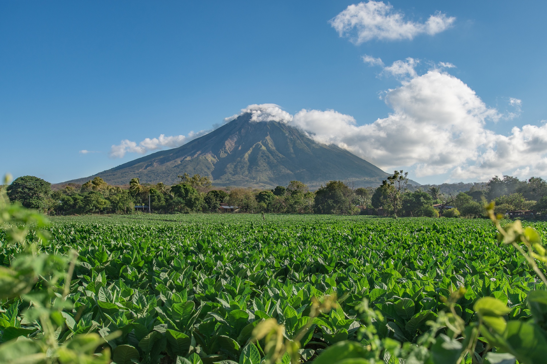 オメテペ島のたばこ農園の風景　ニカラグアの風景