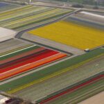 空から見るチューリップ畑　オランダの風景