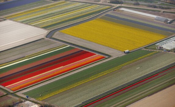 空から見るチューリップ畑　オランダの風景