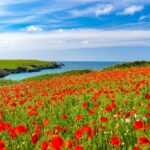 ポピーの咲くコーンウォールの風景　イギリスの風景