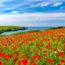ポピーの咲くコーンウォールの風景　イギリスの風景