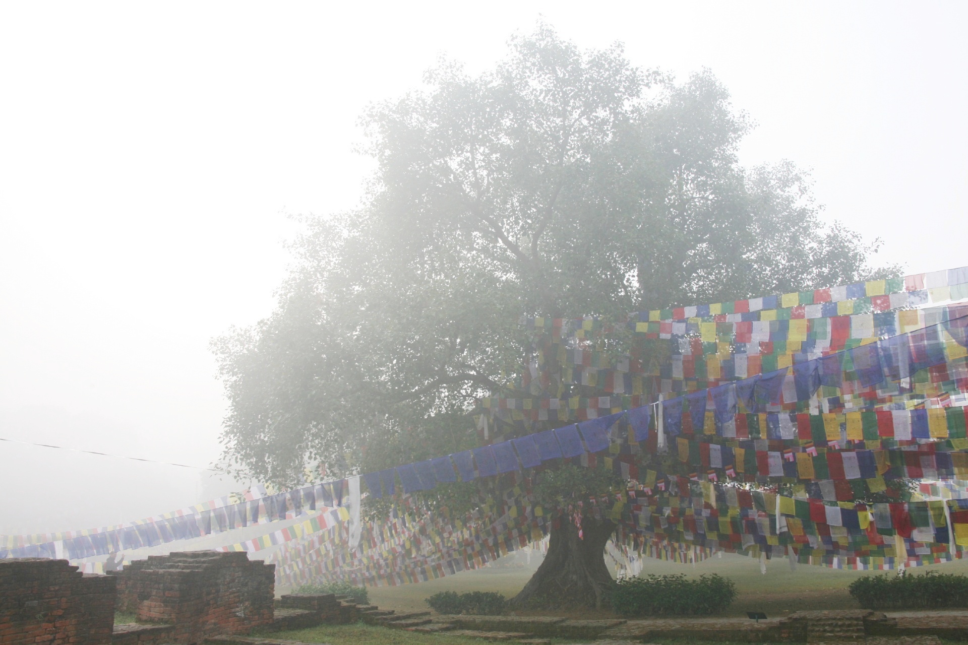 霧の朝のルンビニの風景　ネパールの風景