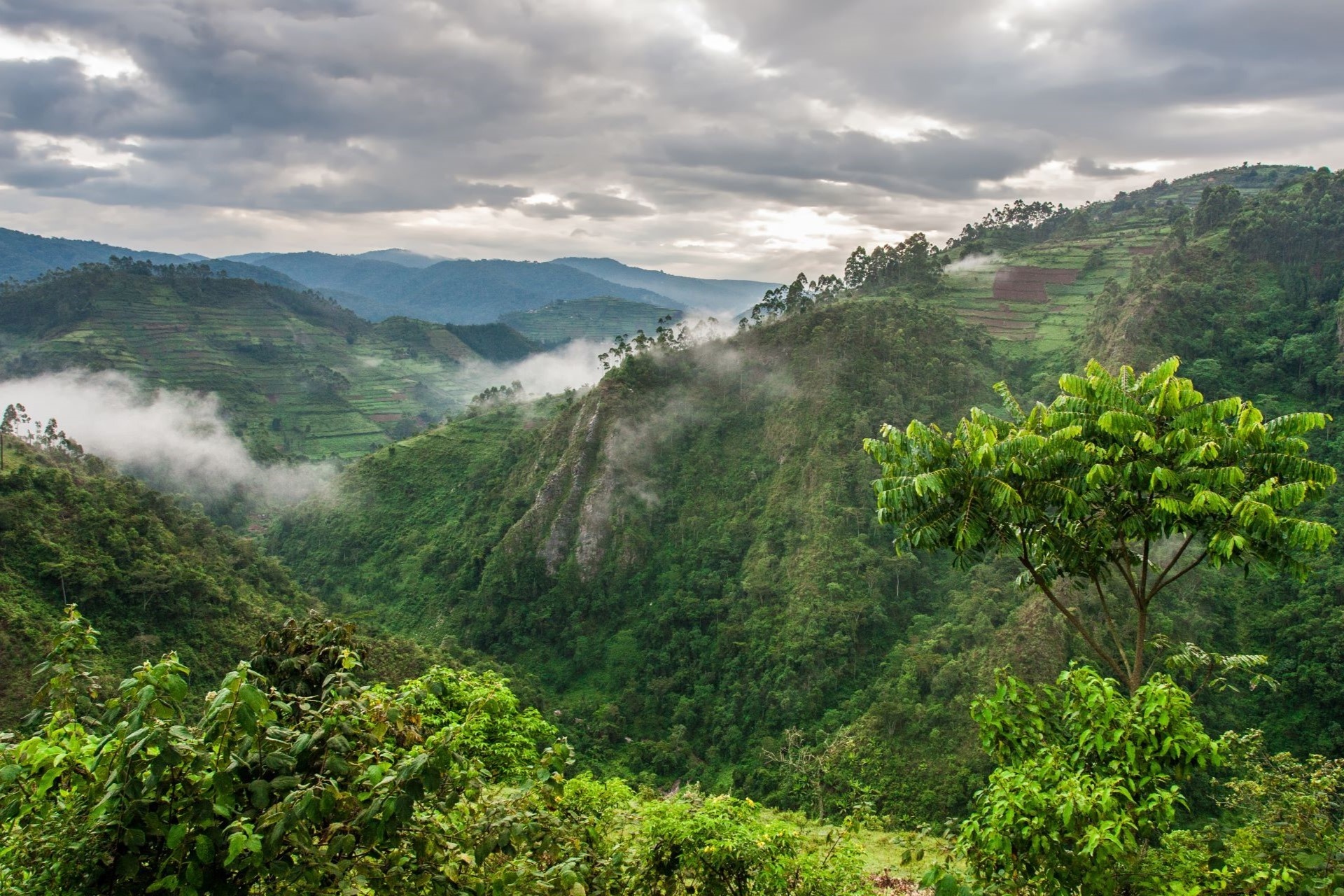 ブウィンディ原生林国立公園の風景　ウガンダの風景
