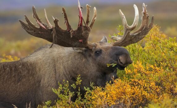ムースと秋のアラスカ　アメリカの風景