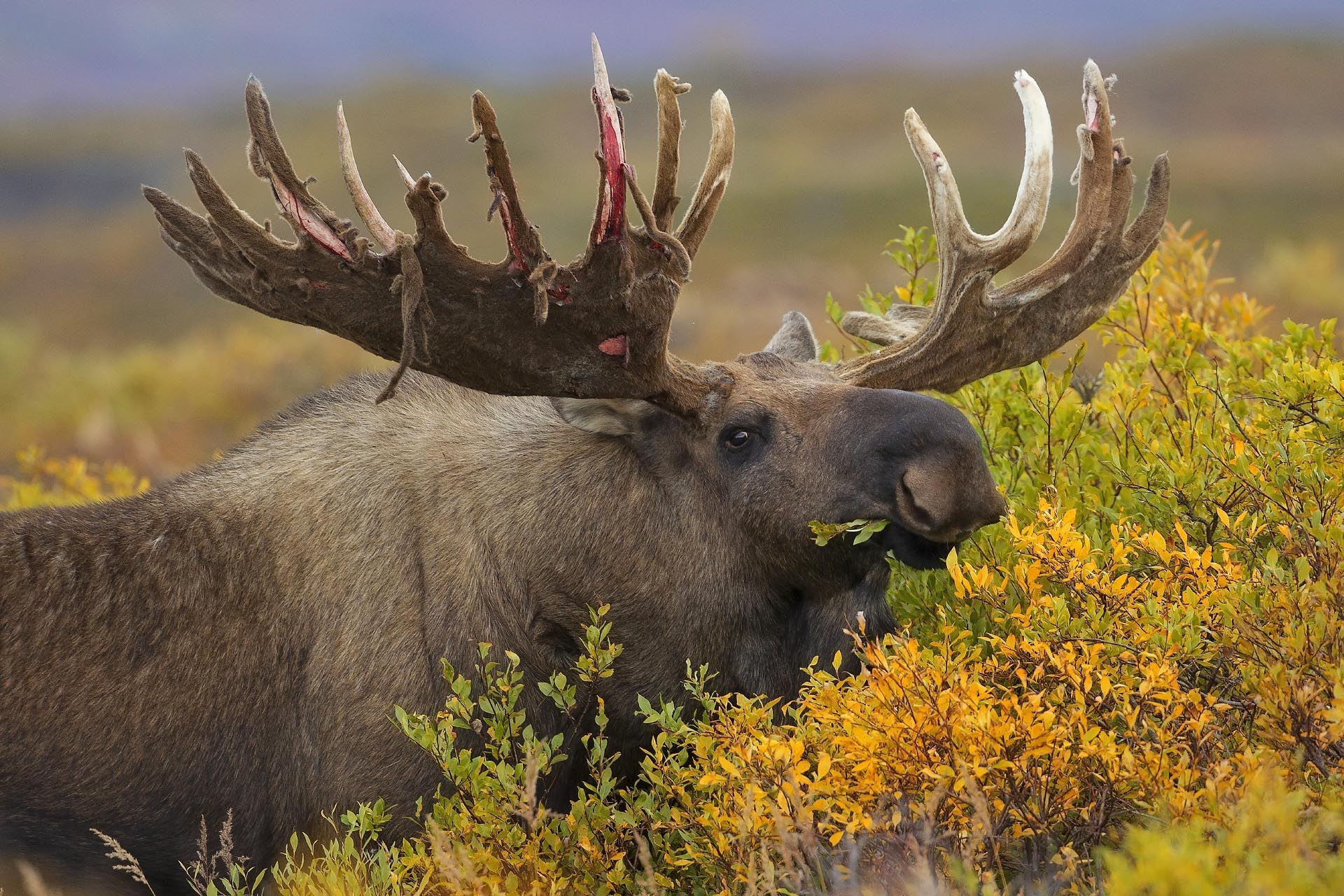 ムースと秋のアラスカ　アメリカの風景