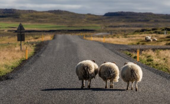 羊のいる風景　アイスランドの風景
