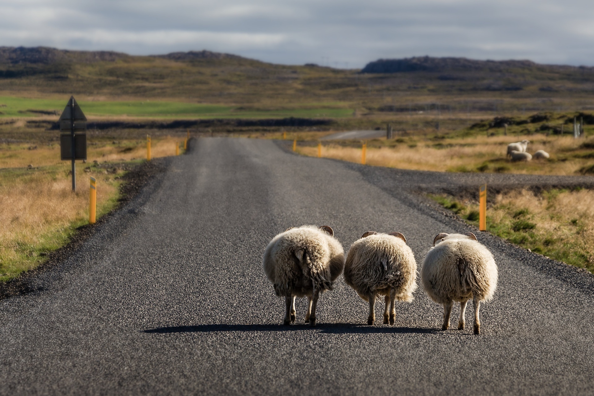羊のいる風景　アイスランドの風景