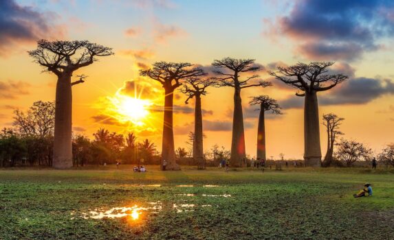 夕焼けとバオバブの木　マダガスカルの風景
