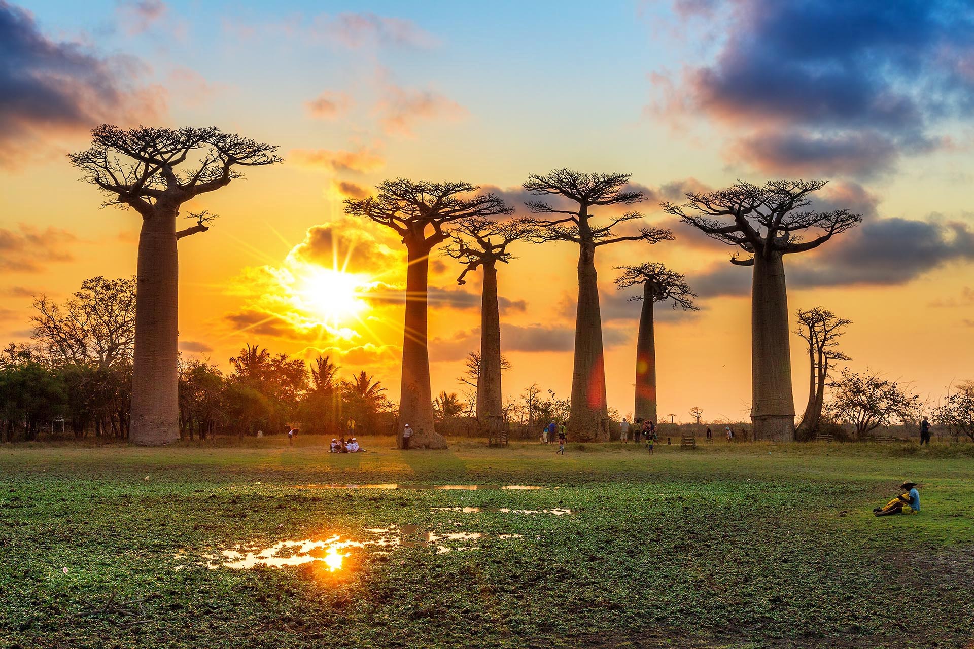 夕焼けとバオバブの木　マダガスカルの風景