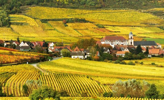 秋のぶどう畑　フランスの風景