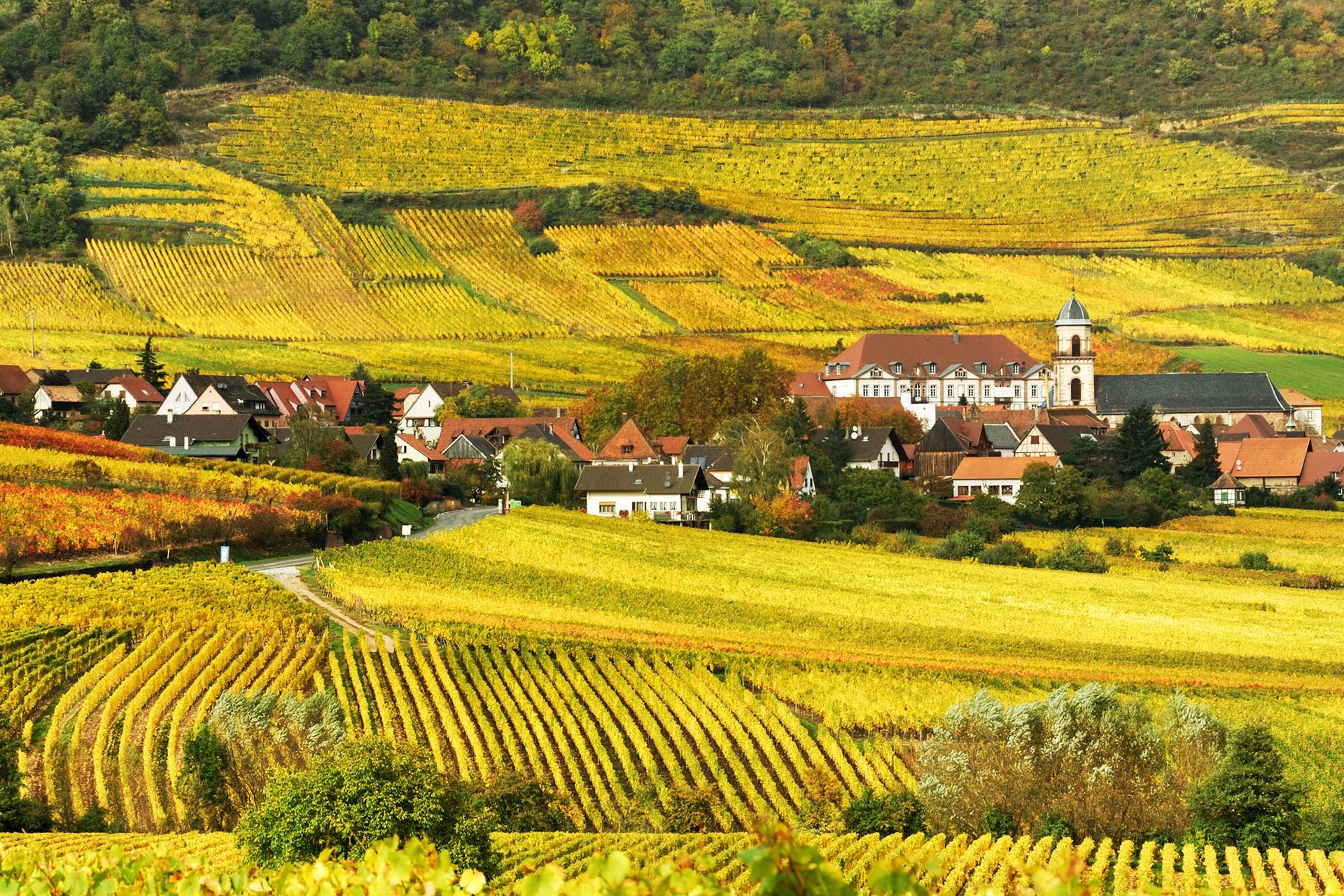 秋のぶどう畑　フランスの風景