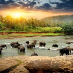 ジャングルの川で水浴びをするゾウ　スリランカの風景