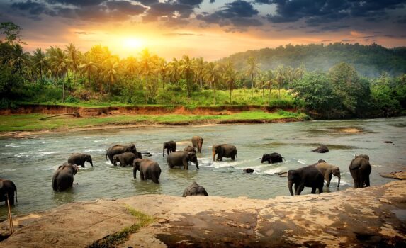 ジャングルの川で水浴びをするゾウ　スリランカの風景