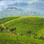 インドの茶畑　インドの風景