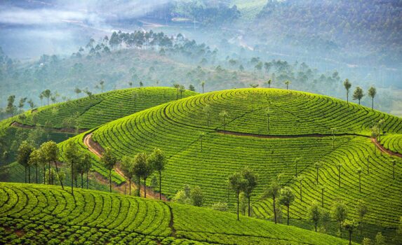 茶畑のある風景　インドの風景