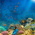 紅海のサンゴ礁と魚　エジプト