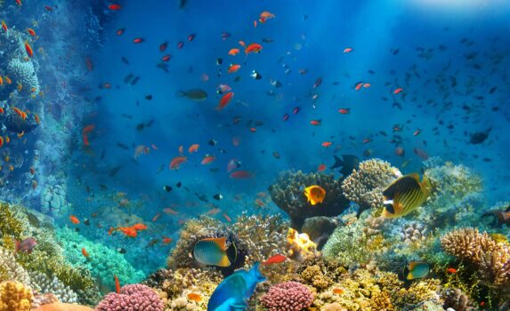 紅海のサンゴ礁と魚　エジプト